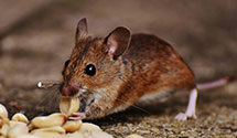 Find Exterminators in Pushmataha And Le Flore County